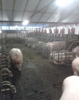 /album/www-varkensbedrijfcvanoort-nl/zeugen-jpg1/