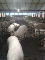 /album/www-varkensbedrijfcvanoort-nl/zeugenstal-jpg1/