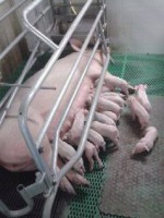 /album/www-varkensbedrijfcvanoort-nl/a1biggentjes-jpg1/