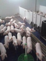 /album/www-varkensbedrijfcvanoort-nl/biggentjes-jpg1/