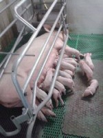 /album/www-varkensbedrijfcvanoort-nl/biggentjesjoa-jpg1/