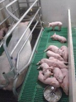 /album/www-varkensbedrijfcvanoort-nl/kraamhok-jpg1/